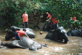 a_Elefanten_beim_Bad